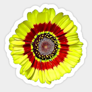 Tricolour Chrysanthemum Ismelia Carinata Painted Style Pattern Sticker